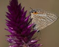 Tijgerblauwtje, Long-tailed Blue, Lampides boeticus Royalty Free Stock Photo