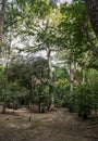 Tikal Park. Sightseeing object in Guatemala with Mayan Temples and Ceremonial Ruins. Tikal is an ancient Mayan Citadel in the Rain Royalty Free Stock Photo