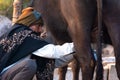 Milkman milking his Buffalo.