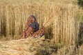 Indian woman cutting wheat with sickle.