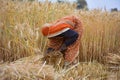 Indian woman cutting wheat with sickle.