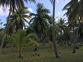 Tikehau coconut palm trees