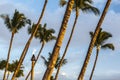 Tiki Torch And Palm Trees Royalty Free Stock Photo