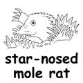 Kids line illustration coloring star nosed mole rat. animal outline