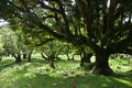 Til trees of 500 years old, Madeira