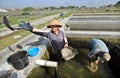 Tilapia breeders