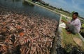 Tilapia breeders Royalty Free Stock Photo