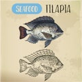 Tilapia or cichlid fish sketch for restaurant menu