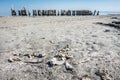 Tilapia fish bones sit on the beach with abandoned dock pillars sit on the beach at the Salton Sea in Bombay Beach, California Royalty Free Stock Photo