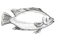 Tilapia Fish Cartoon Retro Drawing