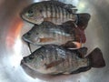 Tilapia fish image in big pot, Background Blur