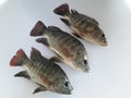 Tilapia fish image in big pot, Background Blur