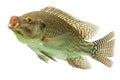 Tilapia Fish Profile Royalty Free Stock Photo