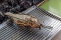 Tilapia fish with salt and then burned for sales in the market. Thai style street food.  Grilled fish with salt and herb on the Royalty Free Stock Photo