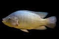 Tilapia fish in tank