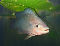The Tilapia fish. Royalty Free Stock Photo