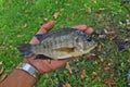 Tilapia fish was showed in a hand