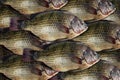 Tilapia, fresh nile tilapia fish many for background