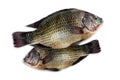 Tilapia, fresh nile tilapia fish on white background