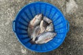 Tilapia and Nile tilapia in blue plastic bucket, raw fresh fresh Royalty Free Stock Photo