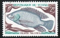 Tilapia Nilotica