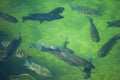 Tilapia school of fish swimming