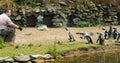 Tilburg, Netherlands - 07.01.2019: Beekse Bergen employee feeds group of penguins