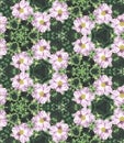 Tile background pattern with symmetric ornament of pink spring flowers. Geometric seamless design template with floral pink and Royalty Free Stock Photo