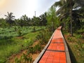 Tile concrete walkway against the backdrop of a garden of coconut trees Royalty Free Stock Photo