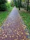 Tile road in autumn with colorful leaves. Texture, pattern, background. maple leaves in autumn on a sidewalk Royalty Free Stock Photo