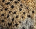 Tileable Ultra-Detailed Hyena Fur Cracking Earth Texture