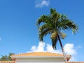 Tiled roof of Caribbean house with palm tree under tropical blue sky. Traditional French West Indies architecture and construction Royalty Free Stock Photo