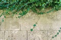 Tiled stack stone wall with green creeper plant on the top as te