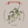 Tilia cordata aka small leaved lime or linden color sketch.