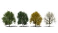 Tilia cordata (Four Seasons)