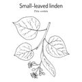 Tilia cordata or small-leaved linden, medicinal plant