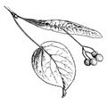 Tilia Fruit vintage illustration