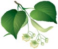 Tilia leaves and flowers