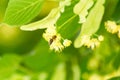 Tilia linden flowers on tree in spring season