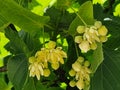 tilia leaves and flowers herbal fresh