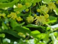 tilia leaves and flowers herbal fresh