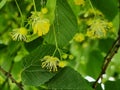 tilia leaves and flowers herbal fresh