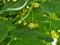 tilia leaves and flowers herbal fresh