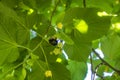 Tilia, linden tree, basswood or lime tree with unblown blossom. Tilia tree is going to bloom. A bee gathers lime-colored Royalty Free Stock Photo