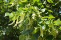 Tilia, linden tree, basswood or lime tree with unblown blossom. Tilia tree is going to bloom. Unblown tilia flowers