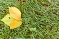 Tilia linden tree leaves natural