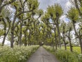 Tilia Linden Trees Avenue