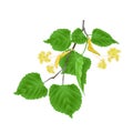 Tilia-Linden tvig with leaves with Linden flowers vintage vector illustration editabe