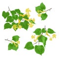 Tilia-Linden tvigs with leaves with Linden flowers set on white background vintage vector illustration editabe
