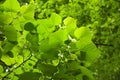 Tilia platyphyllos. Large-leaved lime. Closeup of leaves.